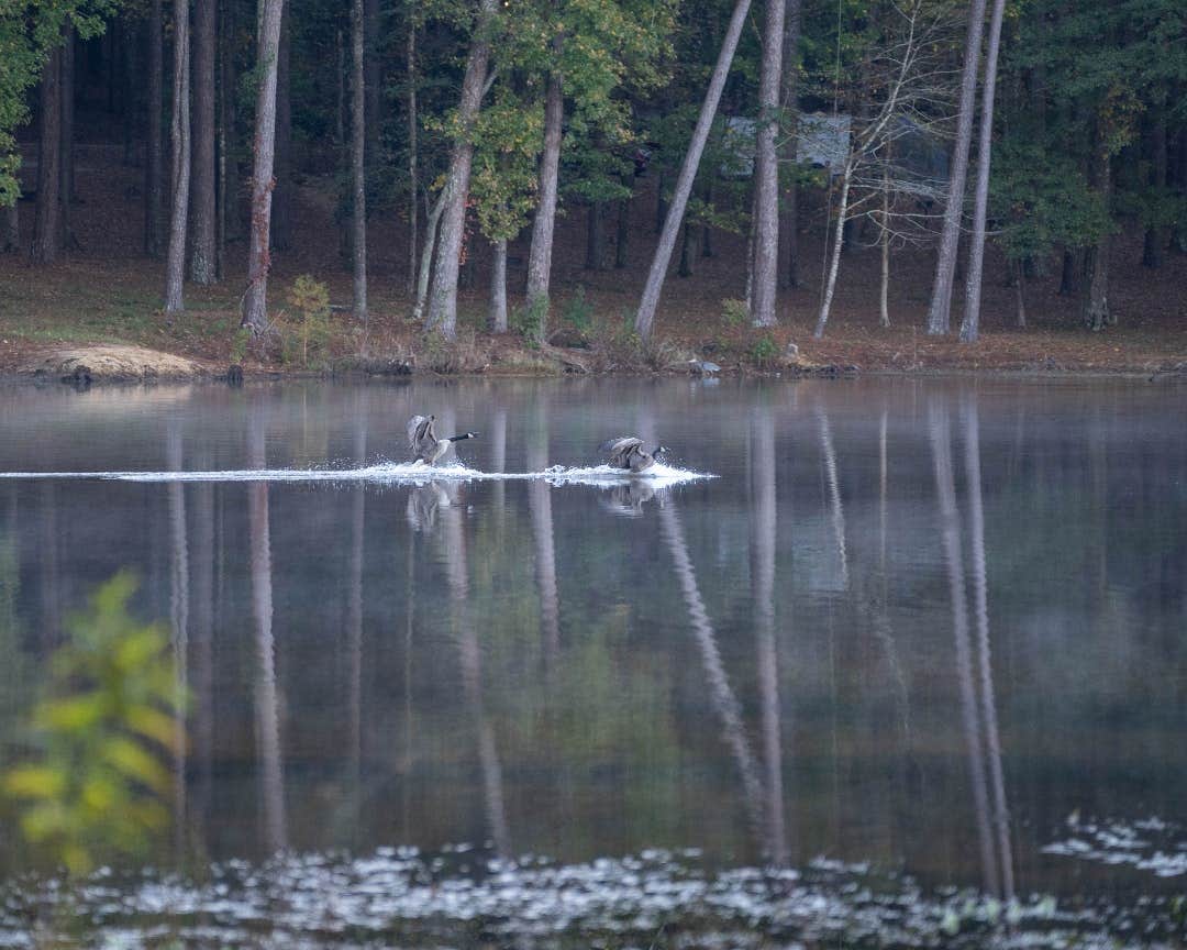 The Dyrt's photo of camping with pets at Tentrr State Park Site - Mississippi Roosevelt State Park - Shadow Lake E - Single Camp near Decatur, MS