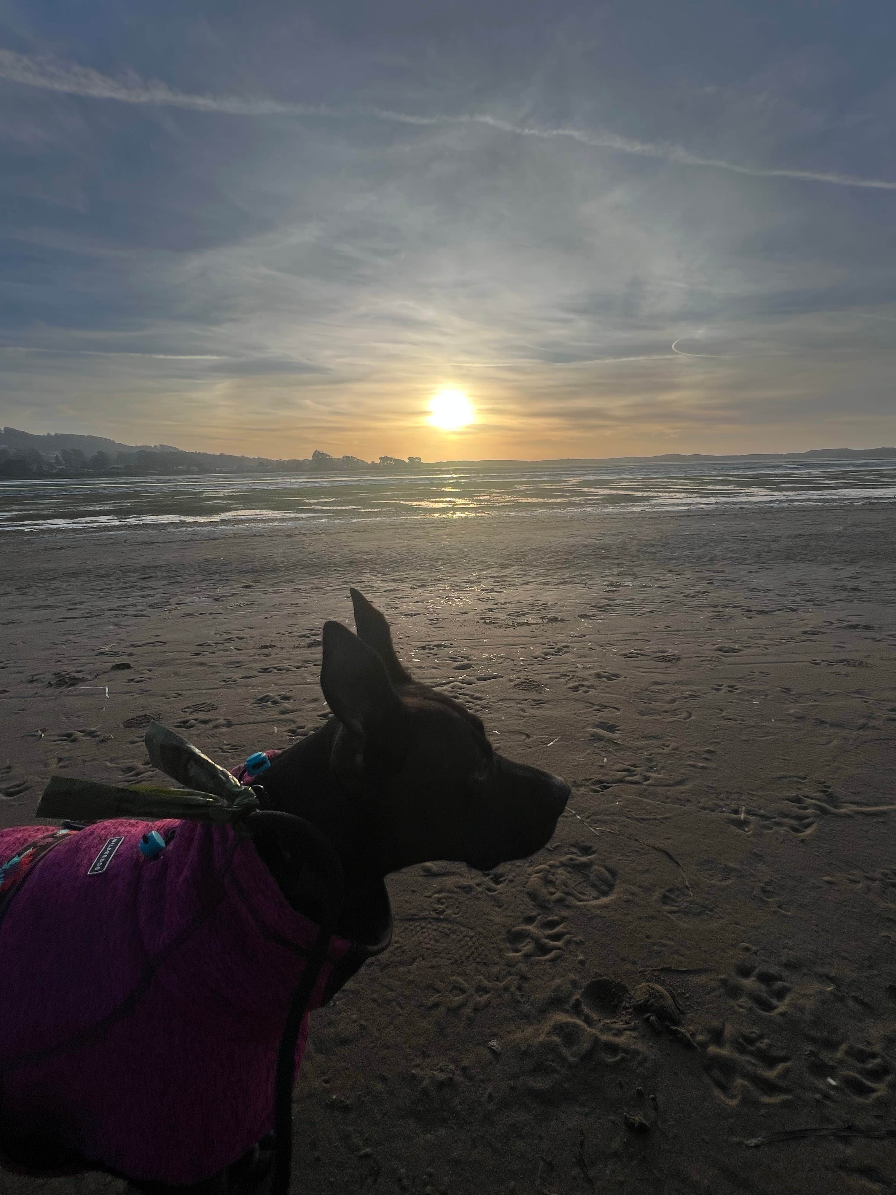 Care B.'s photo of camping with pets at Morro Dunes RV Park near San Luis Obispo, CA
