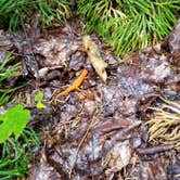 Review photo of Bowman Lake State Park Campground by Katarina  M., September 29, 2018