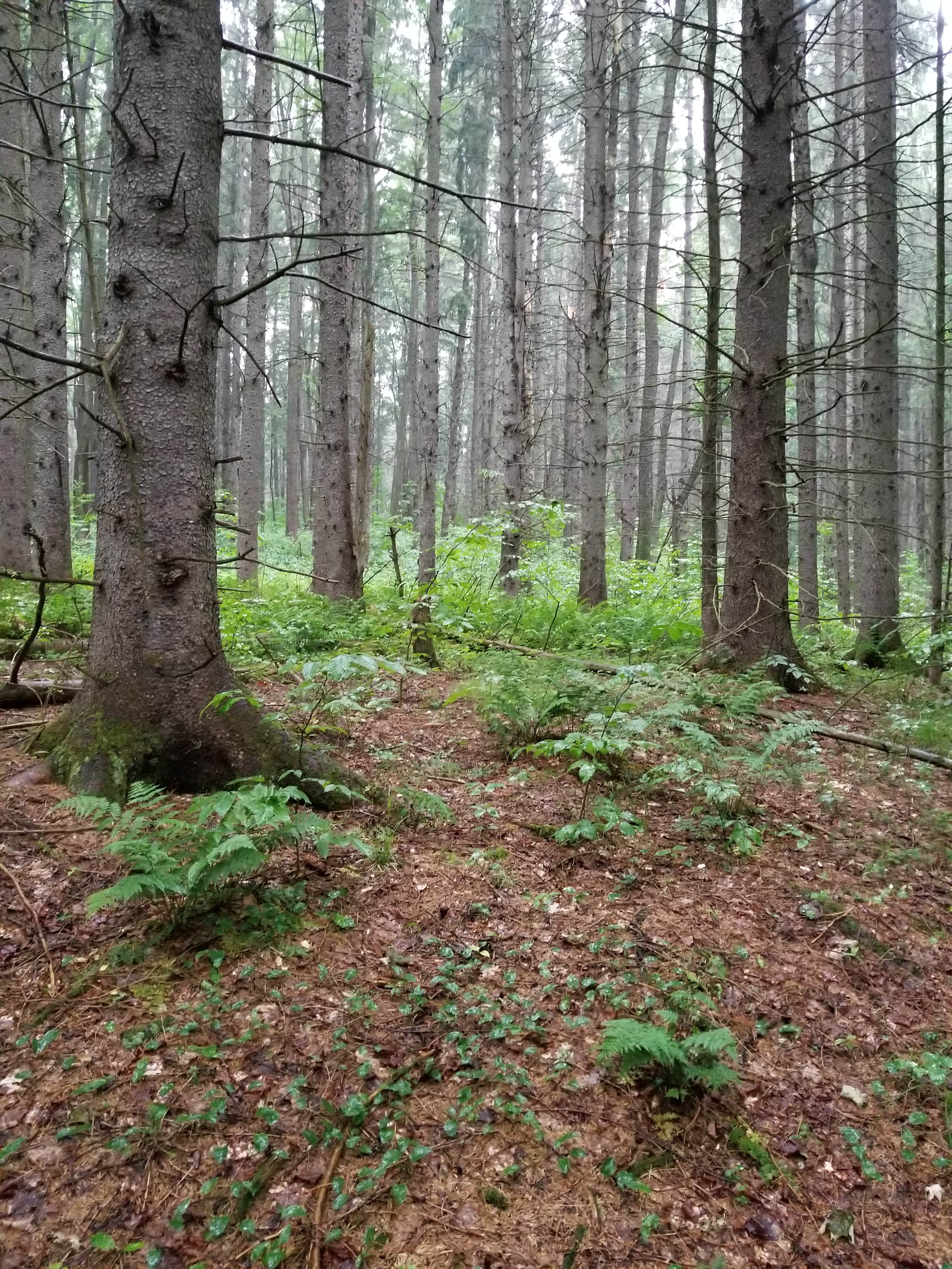 Camper submitted image from Bowman Lake State Park Campground - 2