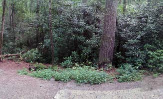 Paul T.'s photo at Van Hook Glade near Glenville, NC