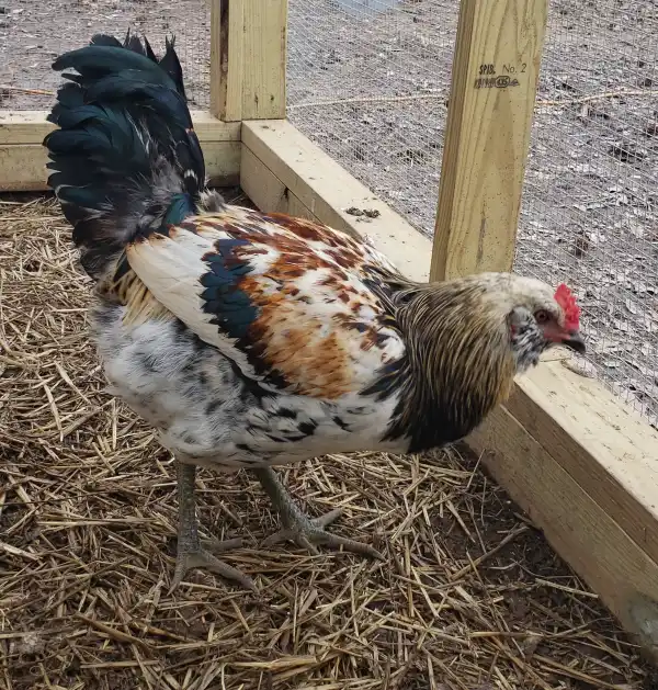 Camper-submitted photo at Our Little Farm near Union Grove, AL