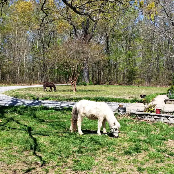 Camper-submitted photo at Our Little Farm near Union Grove, AL