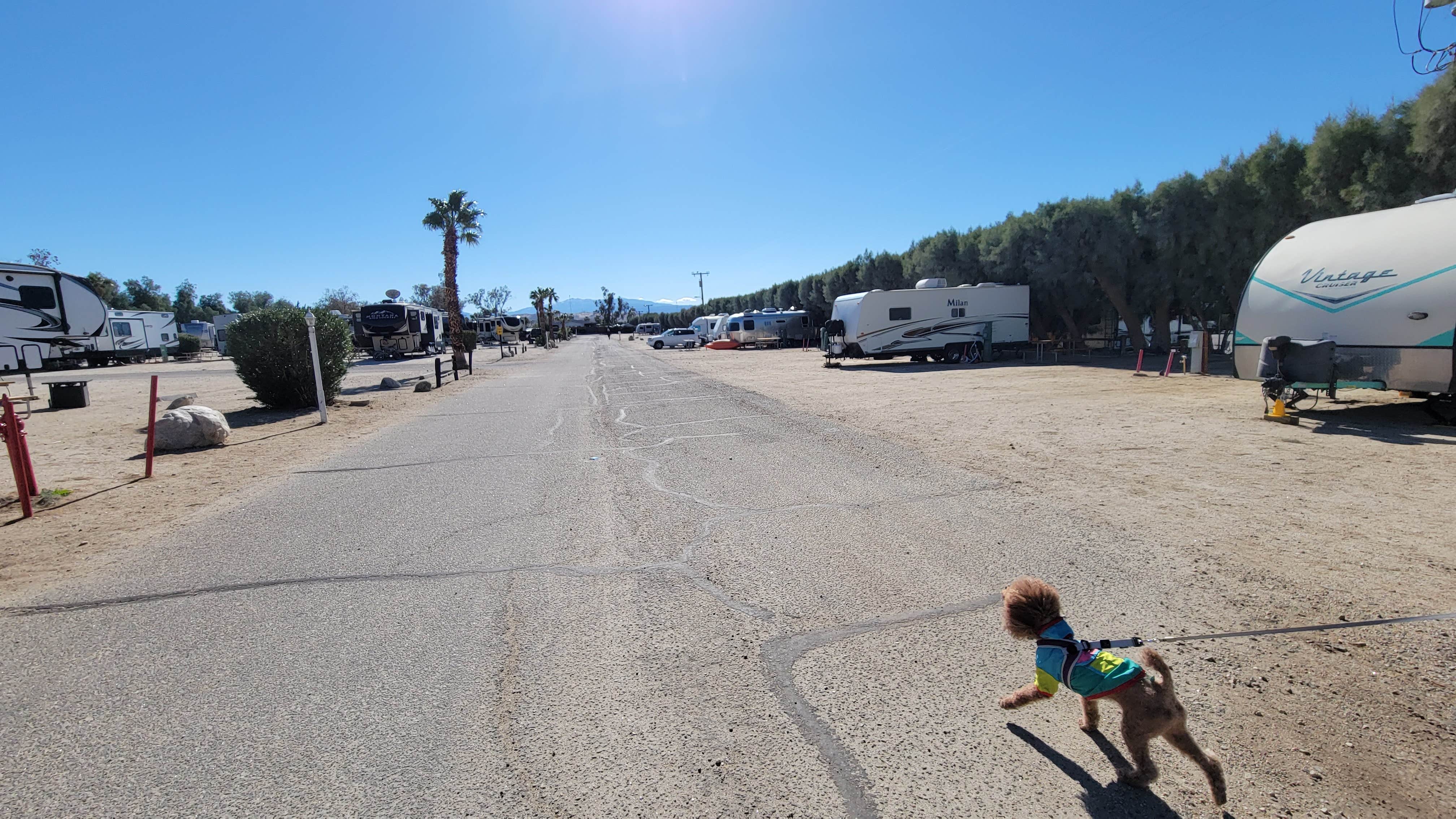 C. W.'s photo of camping with pets at Palm Springs-Joshua Tree KOA near Indio, CA