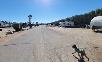 C. W.'s photo of camping with pets at Palm Springs-Joshua Tree KOA near Rancho Mirage, CA