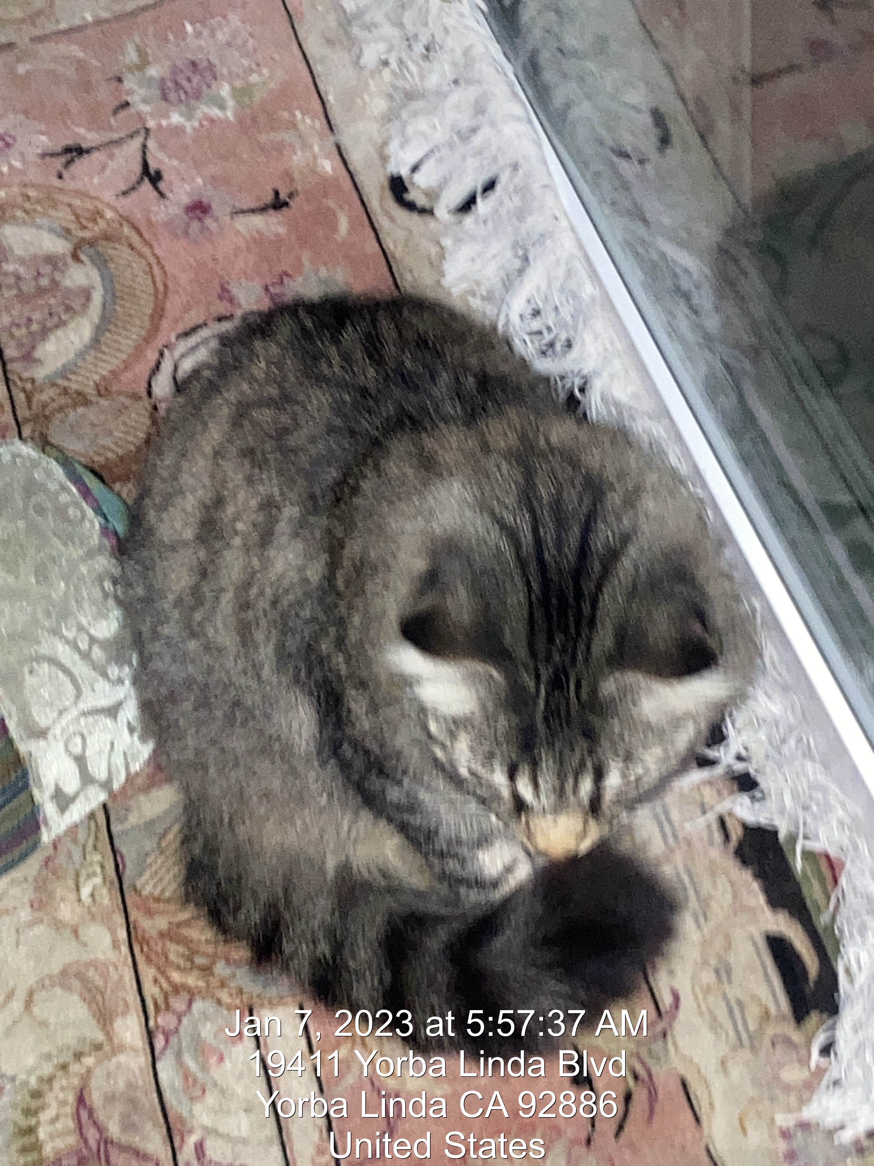 Russell B.'s photo of camping with pets at Country Hills RV Park Resort near Idyllwild, CA