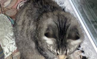 Russell B.'s photo of camping with pets at Country Hills RV Park Resort near Loma Linda, CA