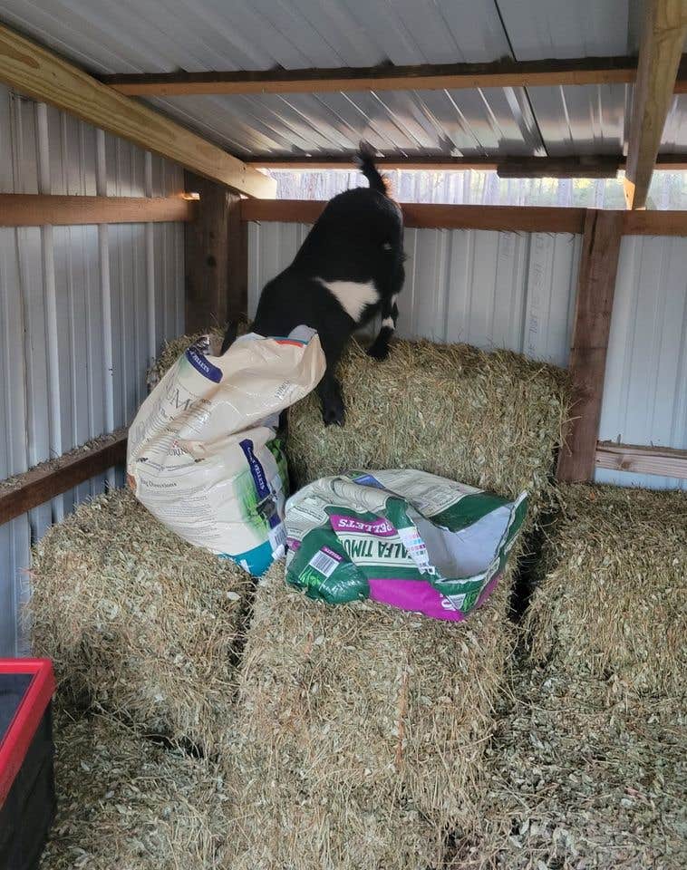 Camper-submitted photo at Under the Hoof near Jay, FL