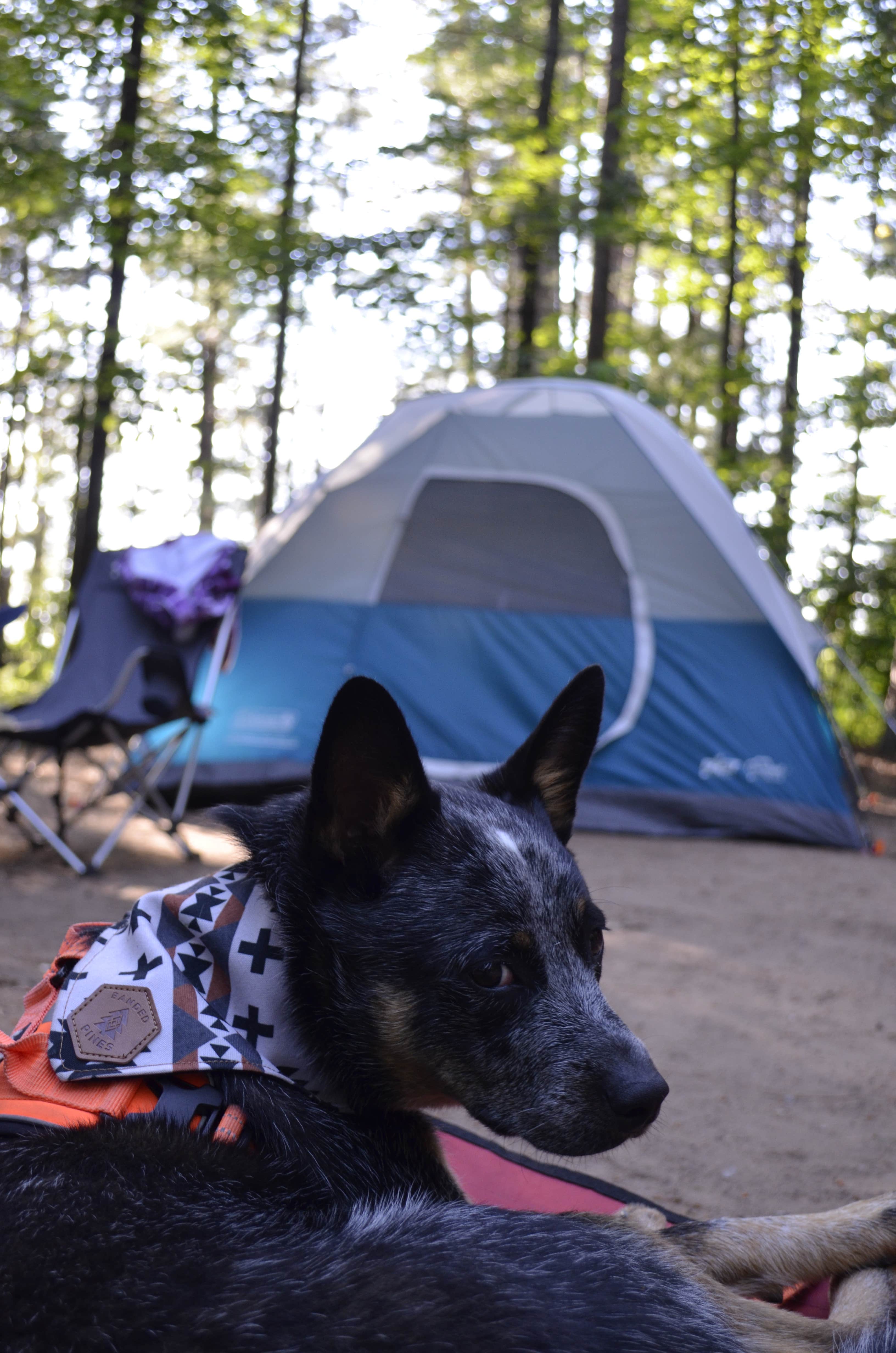 Selah S.'s photo of camping with pets at Musky Lake Campground — Northern Highland State Forest near Three Lakes, WI