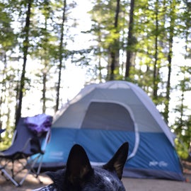 Musky Lake Campground Site