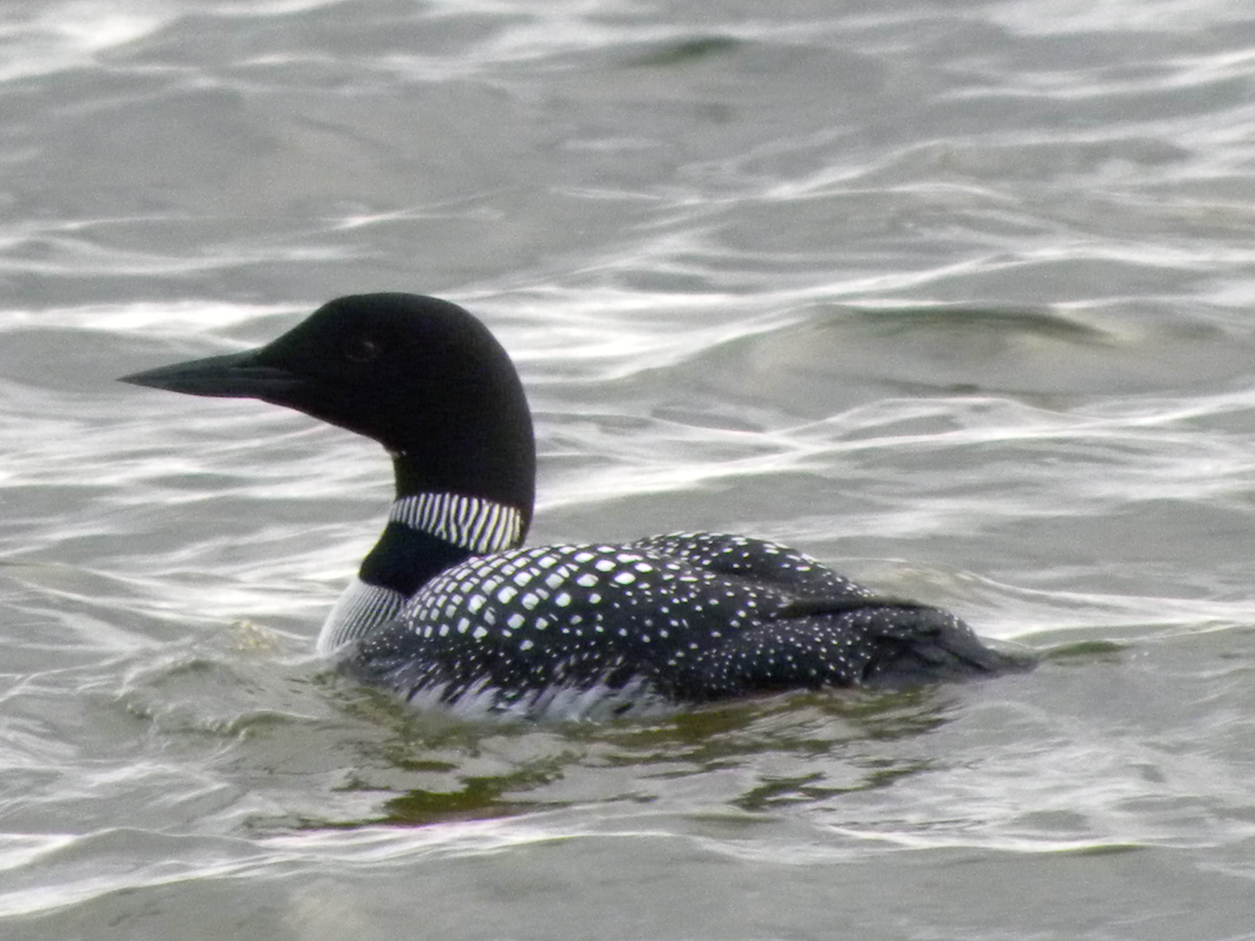 Camper-submitted photo at Franklin Lake near Iron River, MI
