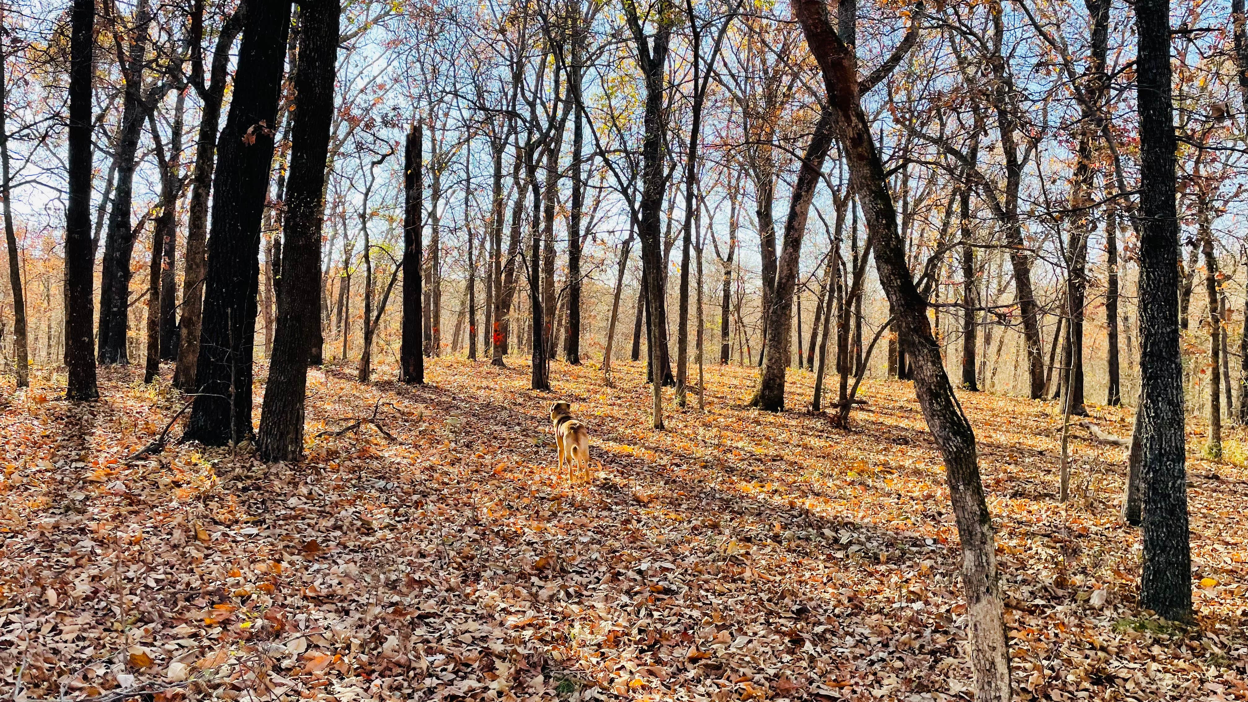 Hailey A.'s photo of camping with pets at Timber Springs Campground near Oologah Lake