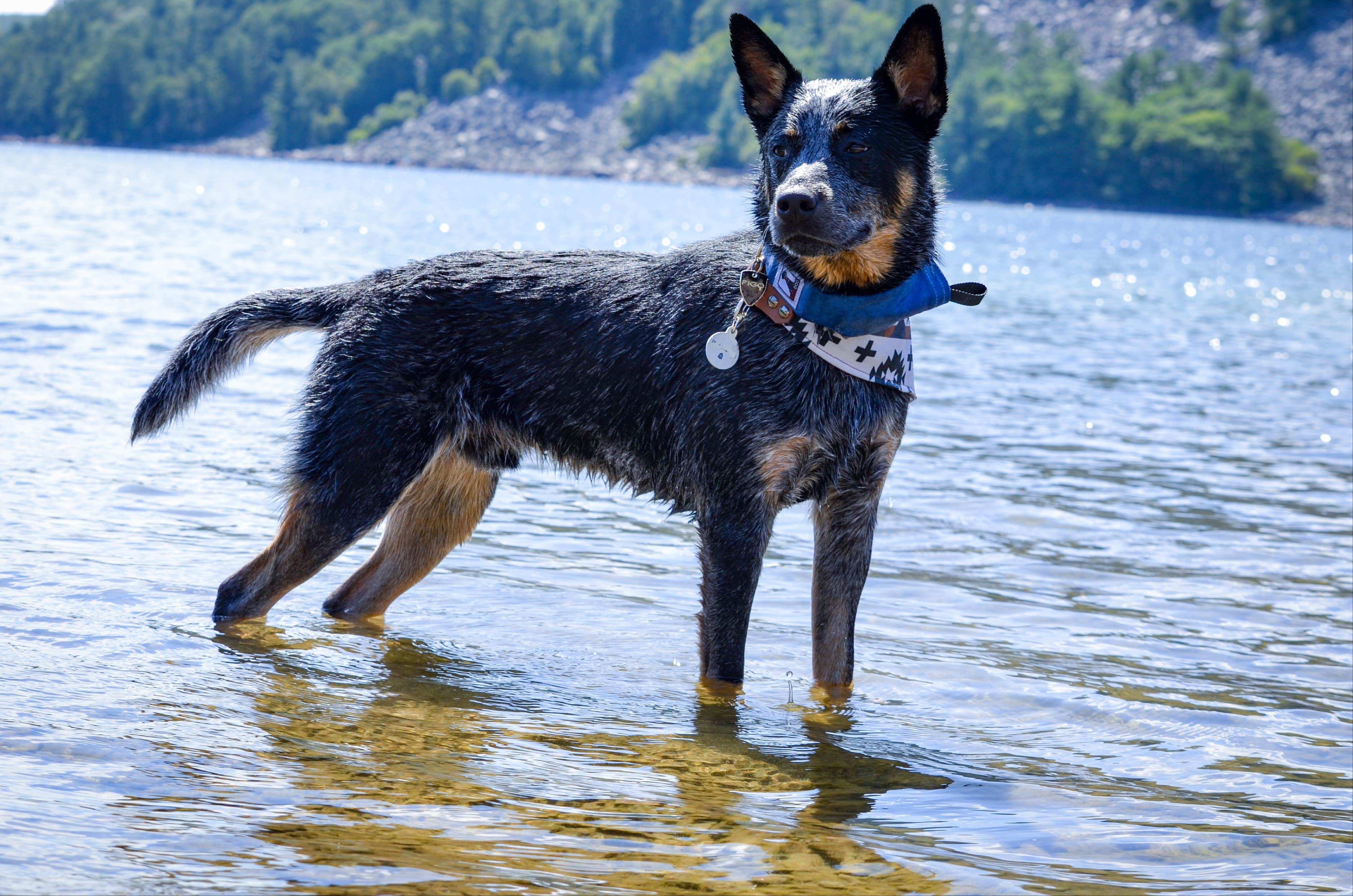 Selah S.'s photo of camping with pets at Quartzite Campground — Devils Lake State Park in Wisconsin