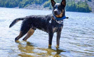 Selah S.'s photo of camping with pets at Quartzite Campground — Devils Lake State Park near Baraboo, WI
