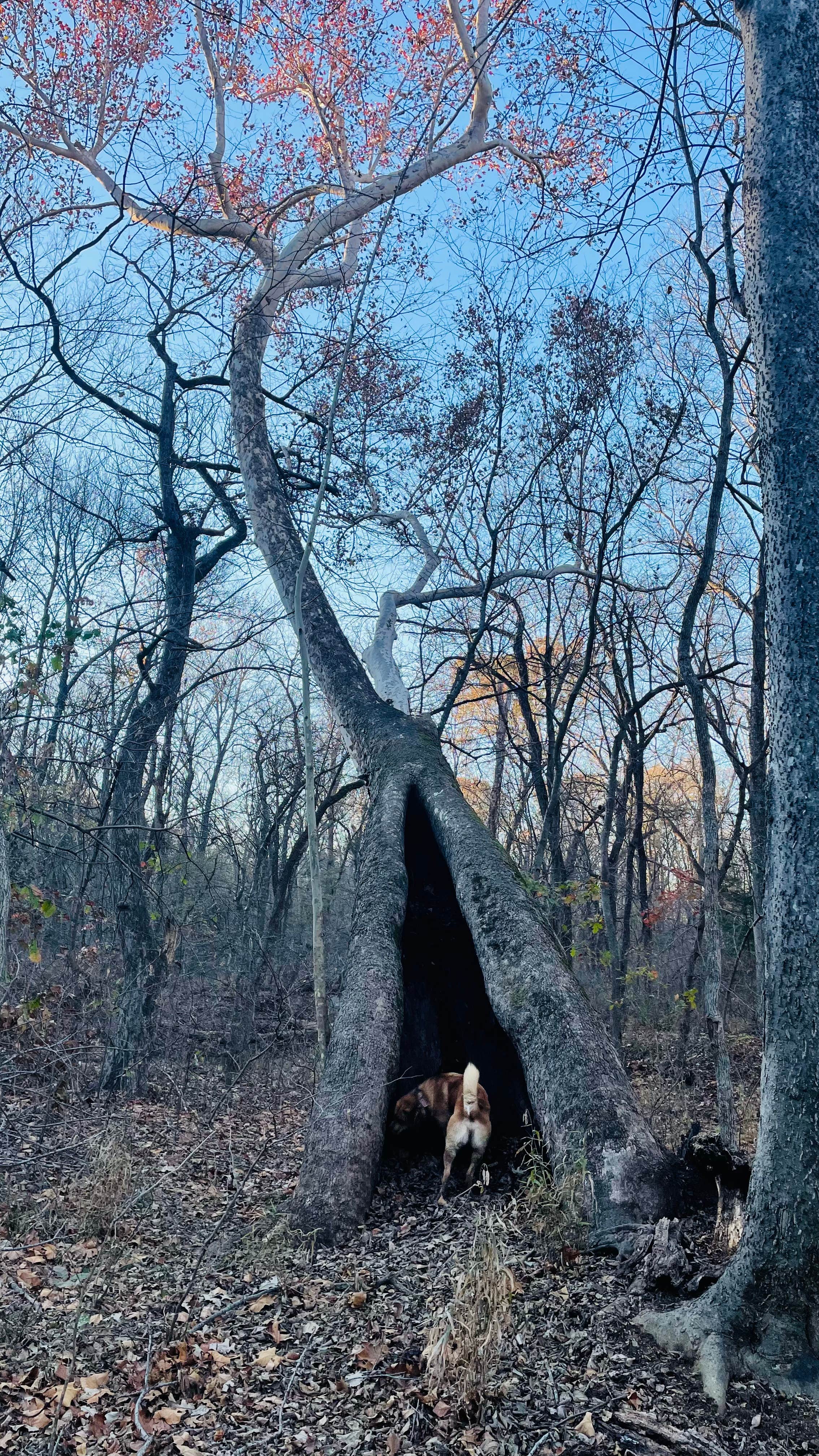 Hailey A.'s photo of camping with pets at Timber Springs Campground near Miami, OK