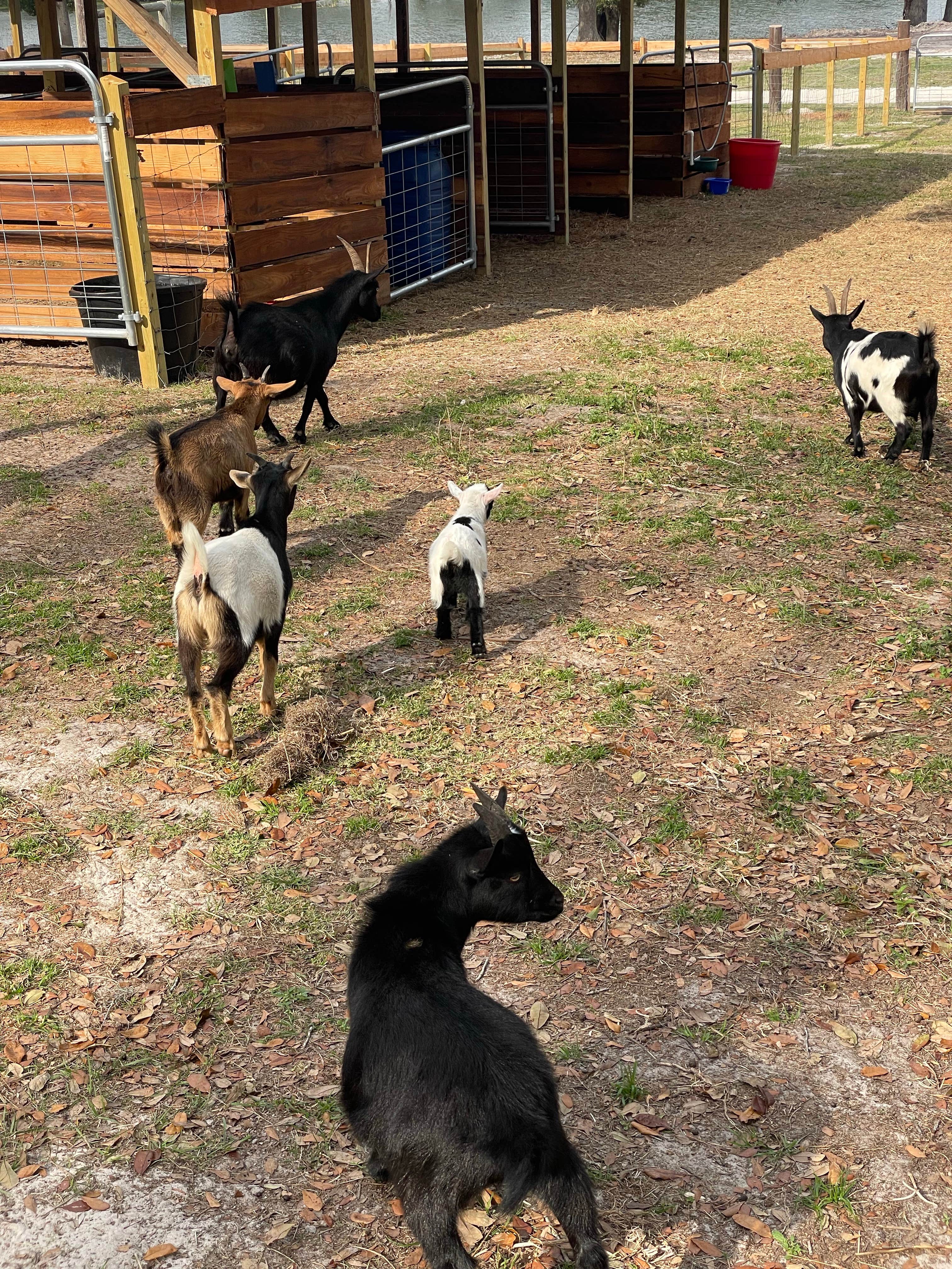 Nestor A.'s photo of camping with pets at Wilderness Shores Ranch & RV/Tent Campground near Auburndale, FL