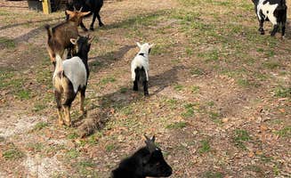 Nestor A.'s photo of camping with pets at Wilderness Shores Ranch & RV/Tent Campground near Dover, FL