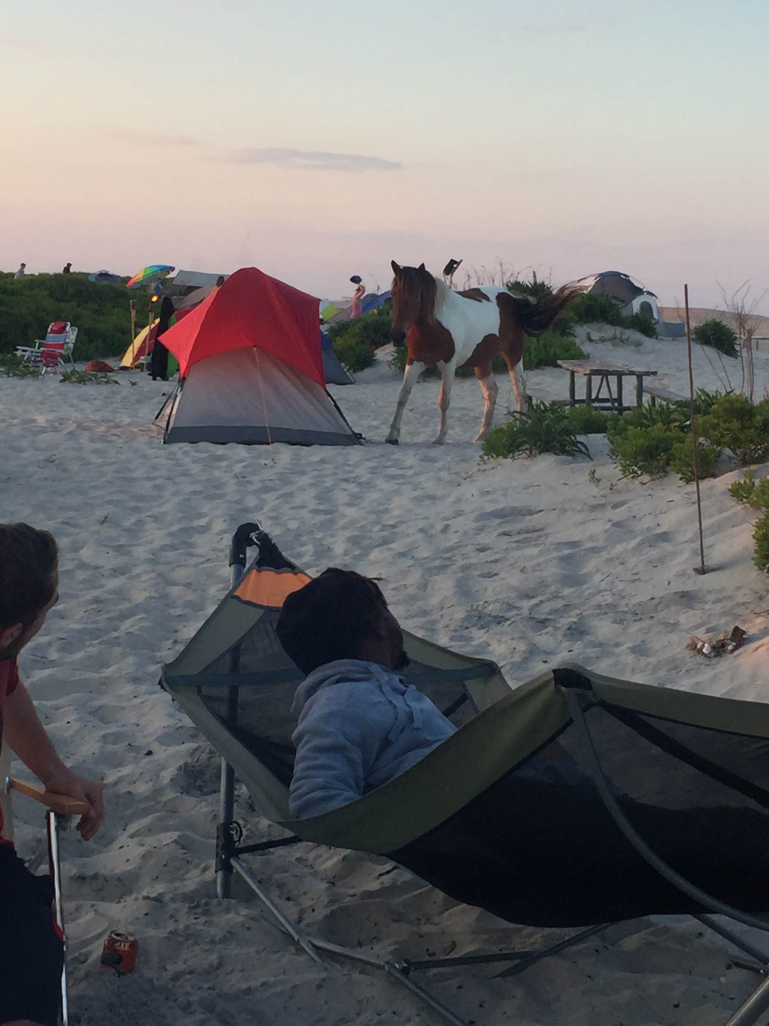 Tony P.'s photo at Assateague Island National Seashore Oceanside Campground near Assateague Island National Seashore