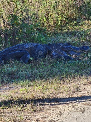 Camper-submitted photo at Pink Jeep Campground — Big Cypress National Preserve near LaBelle, FL