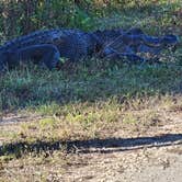 Review photo of Pink Jeep Campground — Big Cypress National Preserve by Anthony B., January 23, 2023