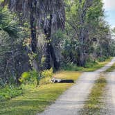 Review photo of Pink Jeep Campground — Big Cypress National Preserve by Anthony B., January 23, 2023