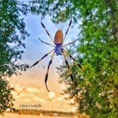 Review photo of Martin Dies, Jr. State Park Campground by Chris C., September 29, 2018