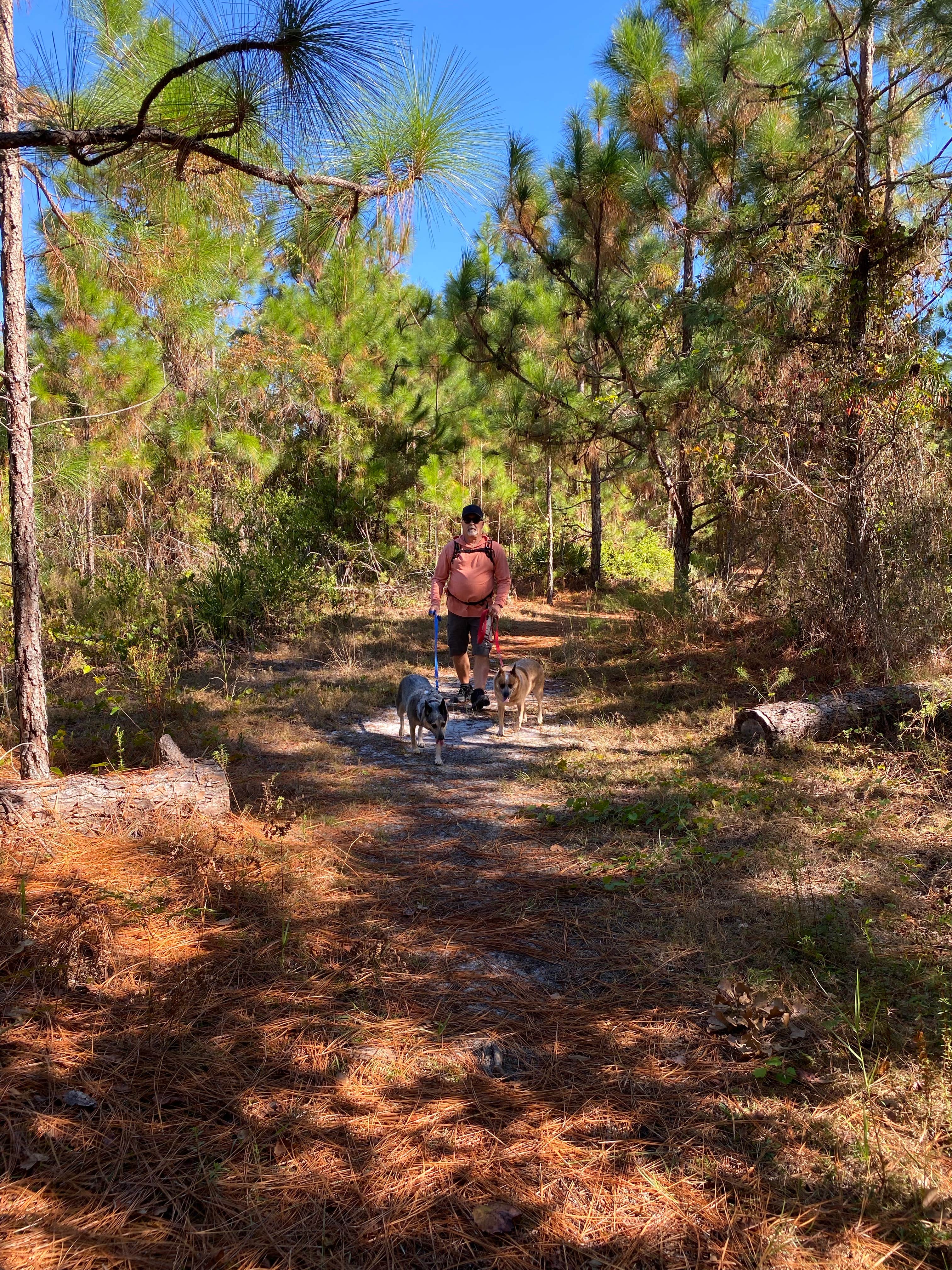 Joy W.'s photo of camping with pets at Gulf State Park Campground near Perdido Key, FL