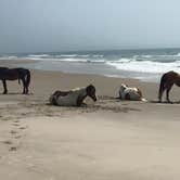 Review photo of Oceanside Assateague Campground — Assateague Island National Seashore by Tony P., September 29, 2018