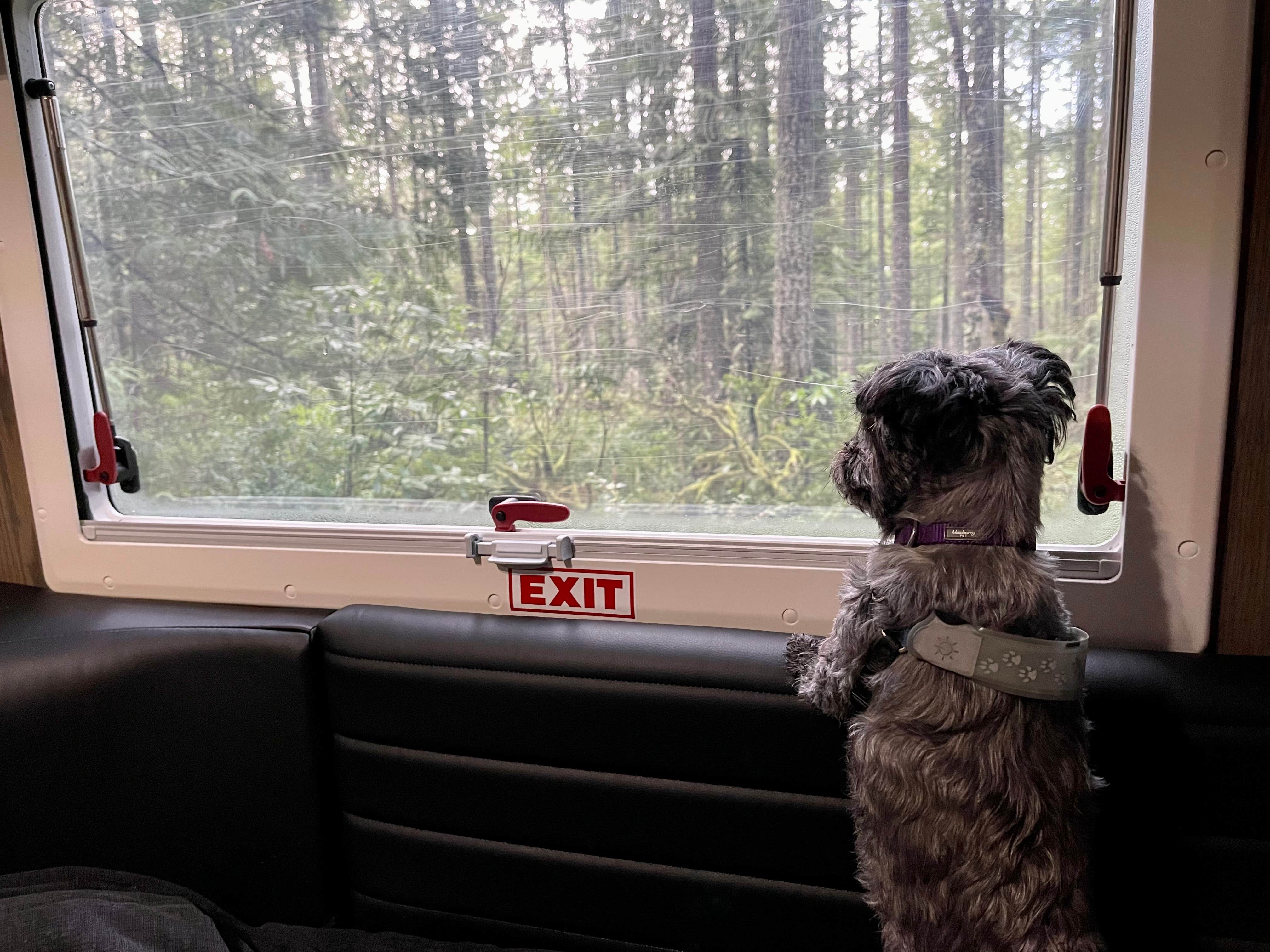 L & J L.'s photo of camping with pets at Scenic Beach State Park Campground near Silverdale, WA