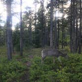 Review photo of Many Glacier Campground — Glacier National Park by Stacy F., September 29, 2018