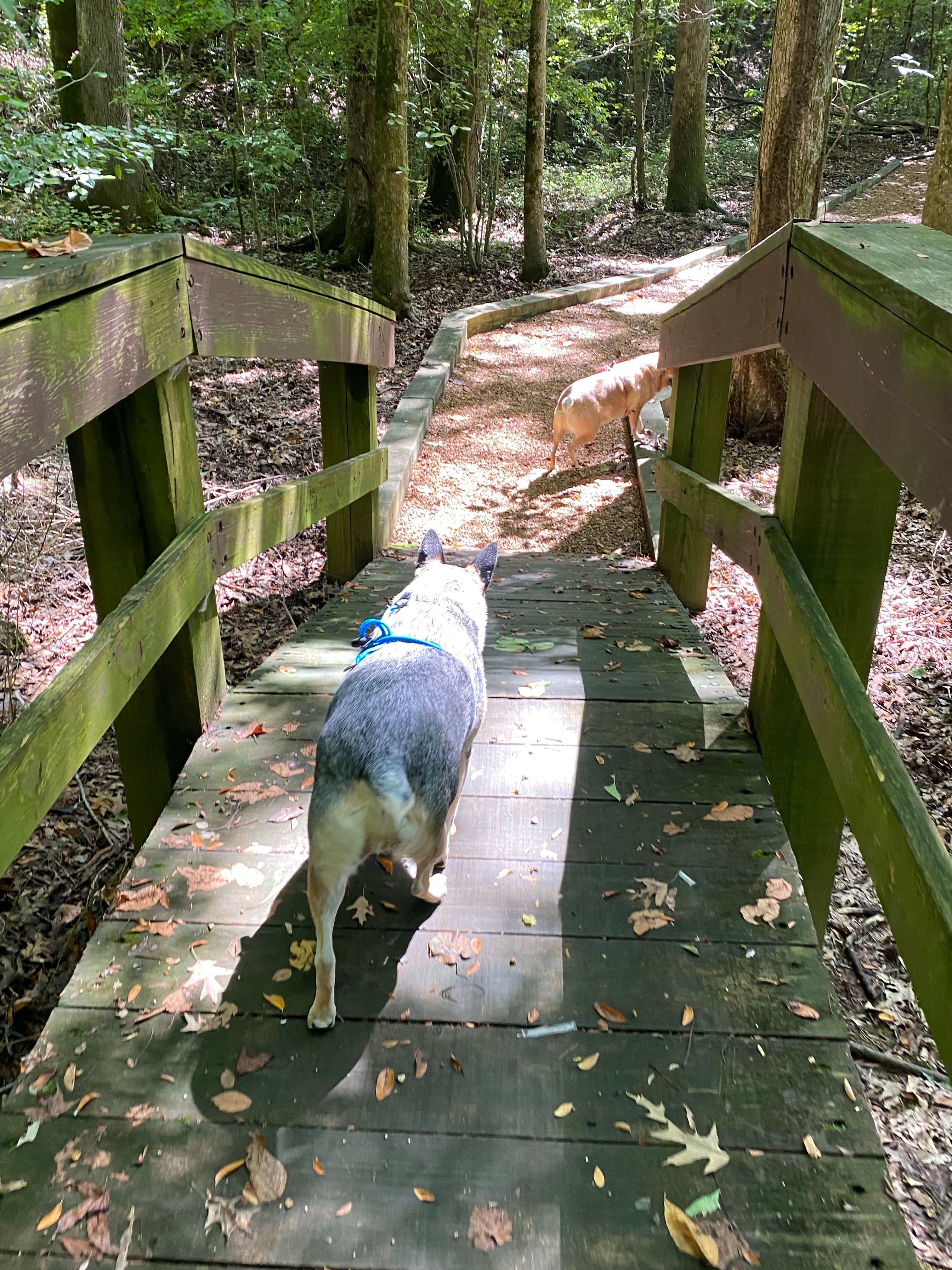 Joy W.'s photo of camping with pets at Bumpus Mills near Buchanan, TN