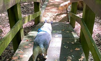 Joy W.'s photo of camping with pets at Bumpus Mills near Cadiz, KY