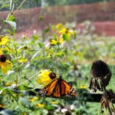 Review photo of Wellesley Island State Park Campground by Katarina  M., September 29, 2018