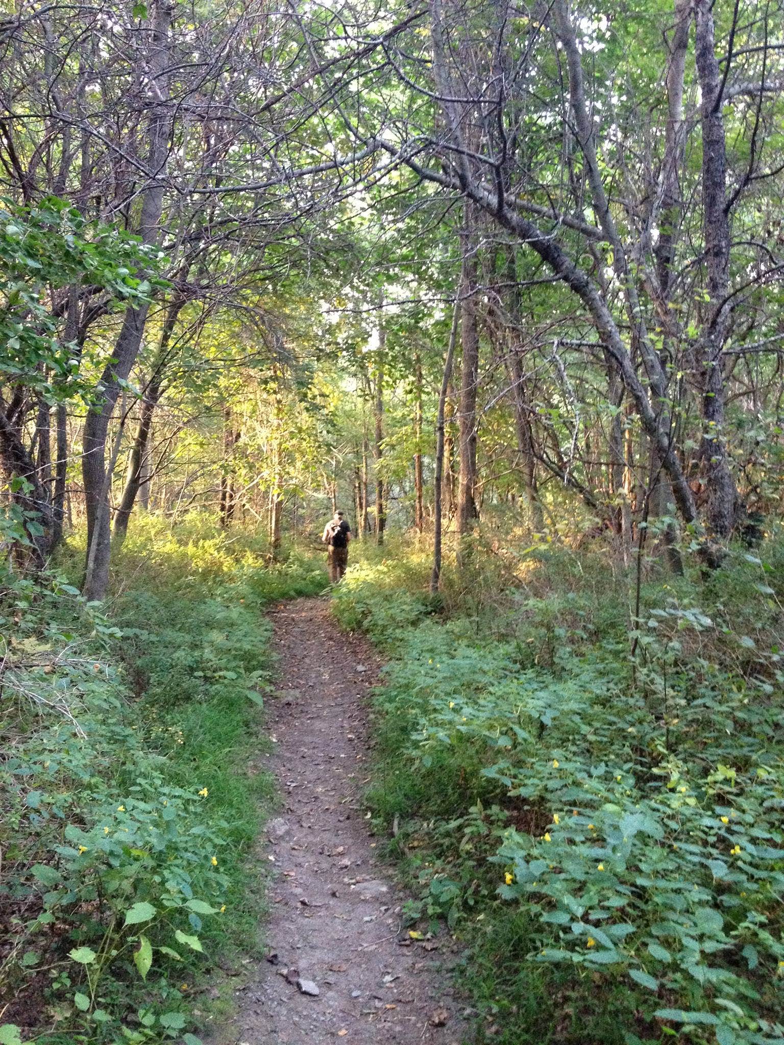 Camper submitted image from Mount Greylock State Reservation - 5