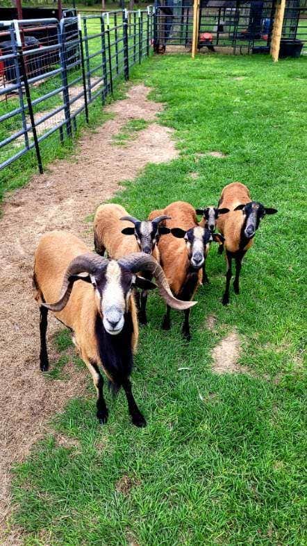 Camper-submitted photo at Wildwood RV Resort near Natchitoches, LA