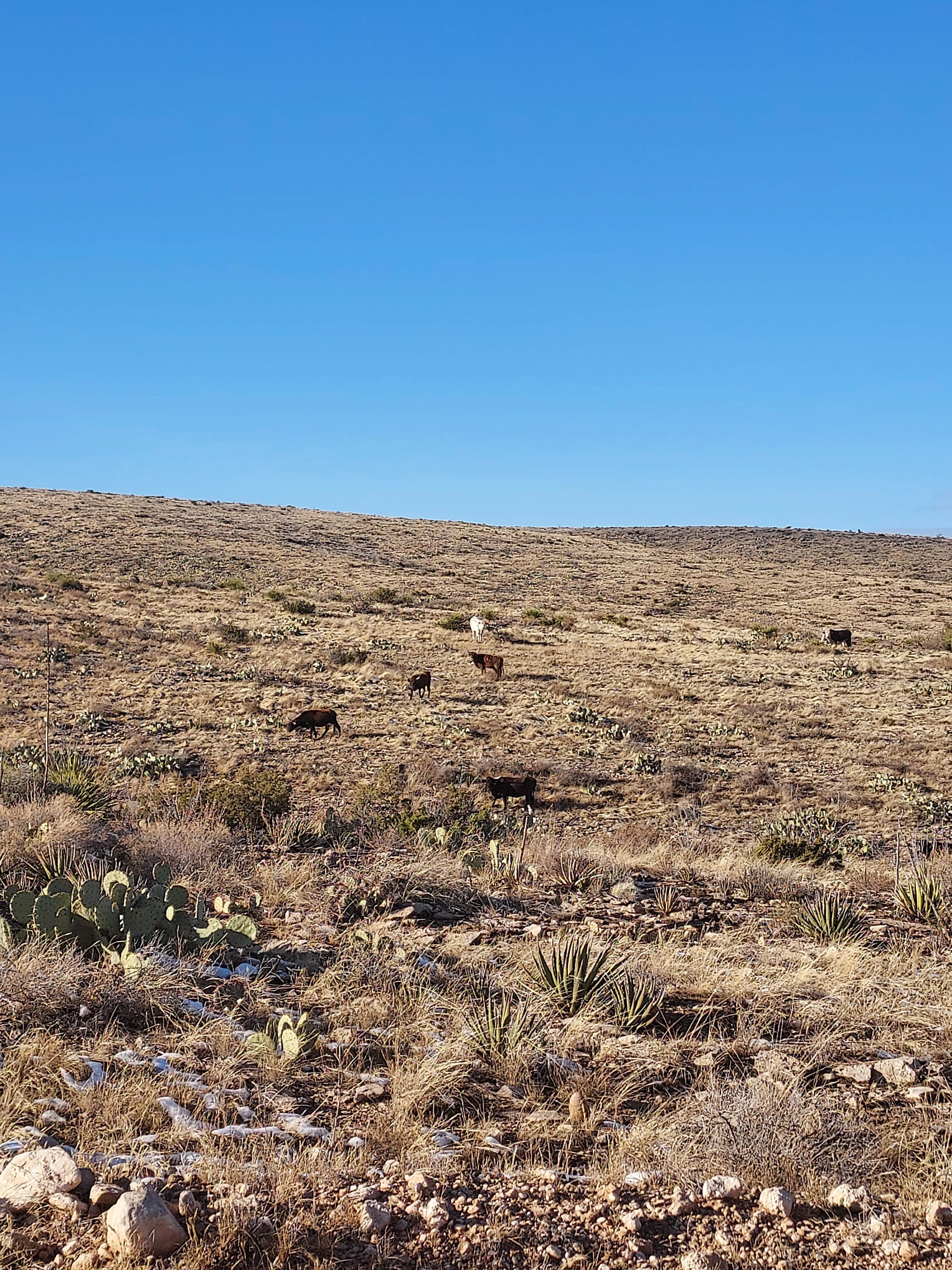 Noah E.'s photo of camping with pets at Carlsbad BLM Land Dispersed near Whites City, NM