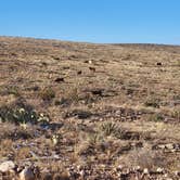Review photo of Carlsbad BLM Land Dispersed by Noah E., January 24, 2023