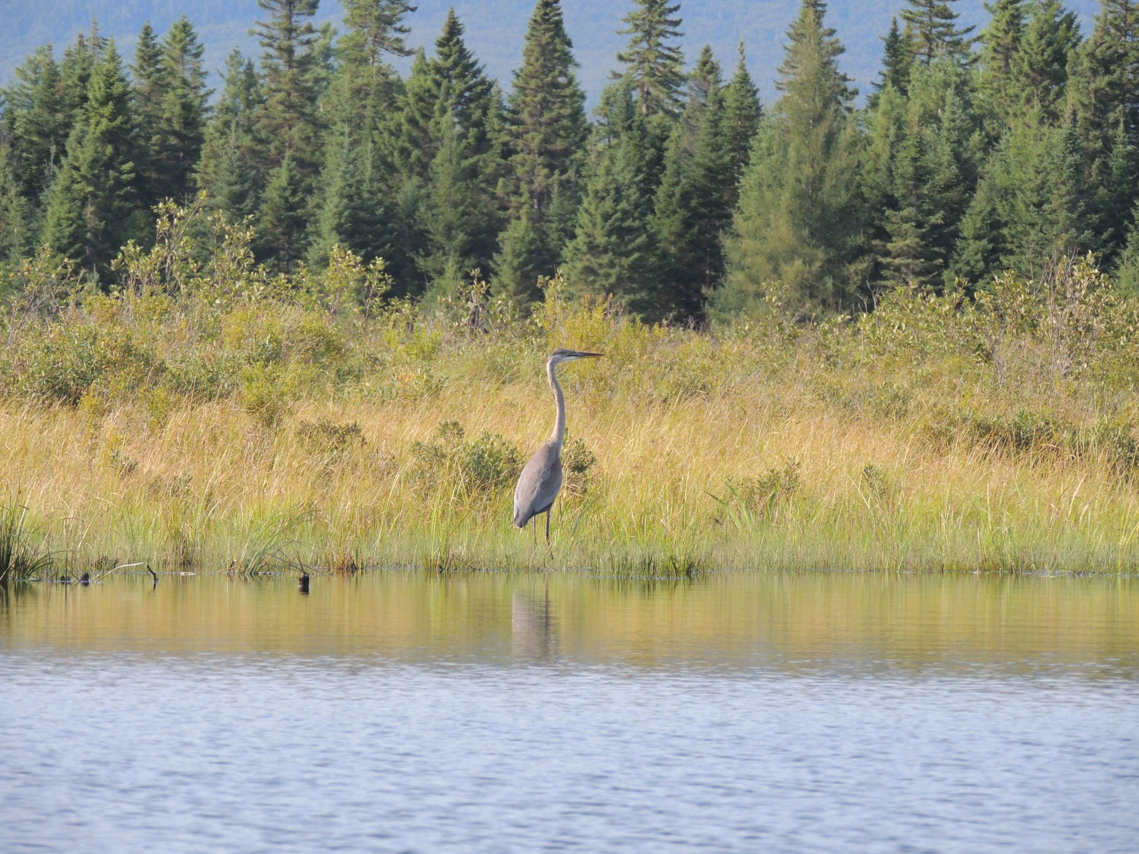 Camper submitted image from Cowan Cove - 3