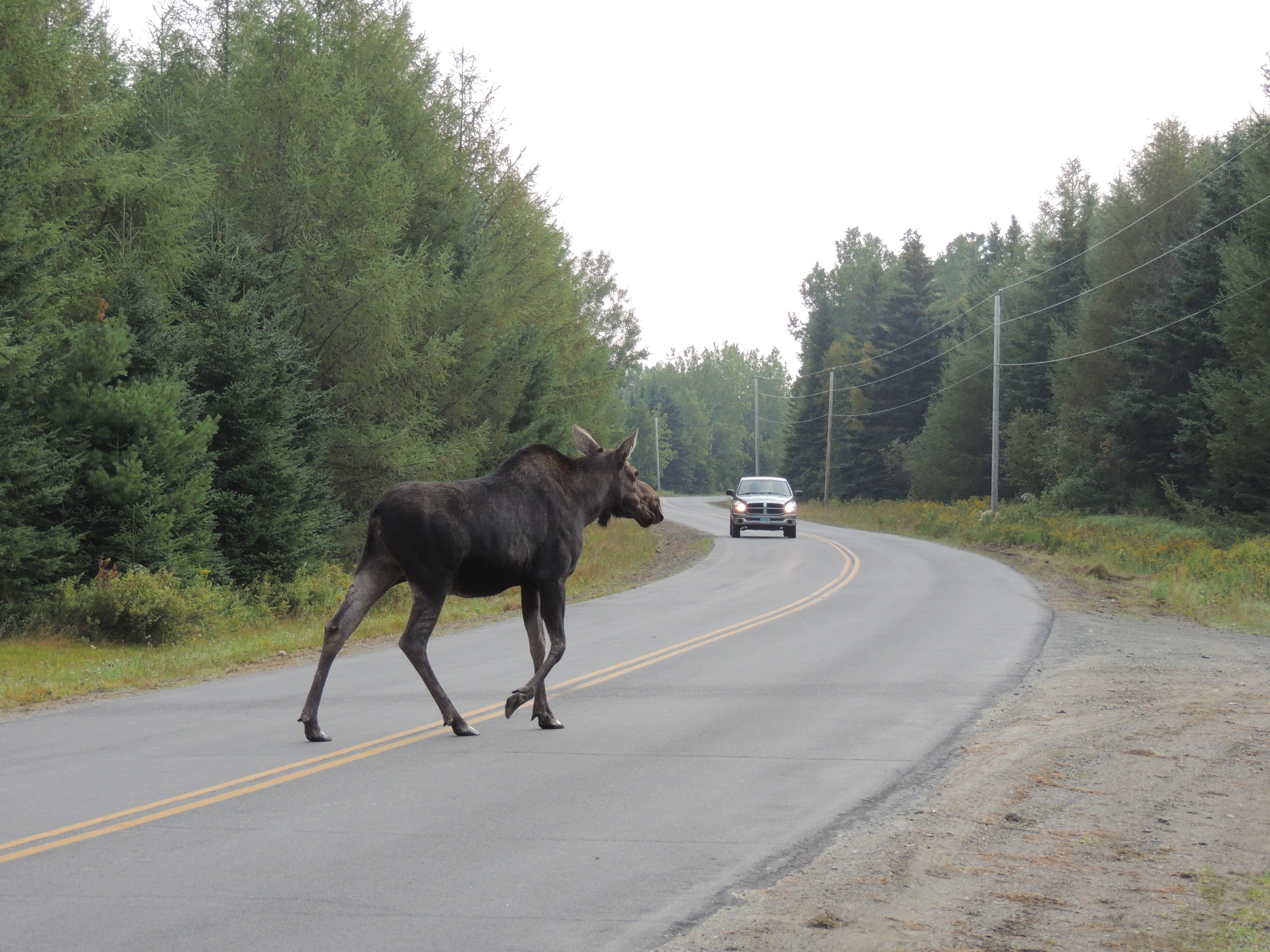 this was leaving once we were off the logging roads