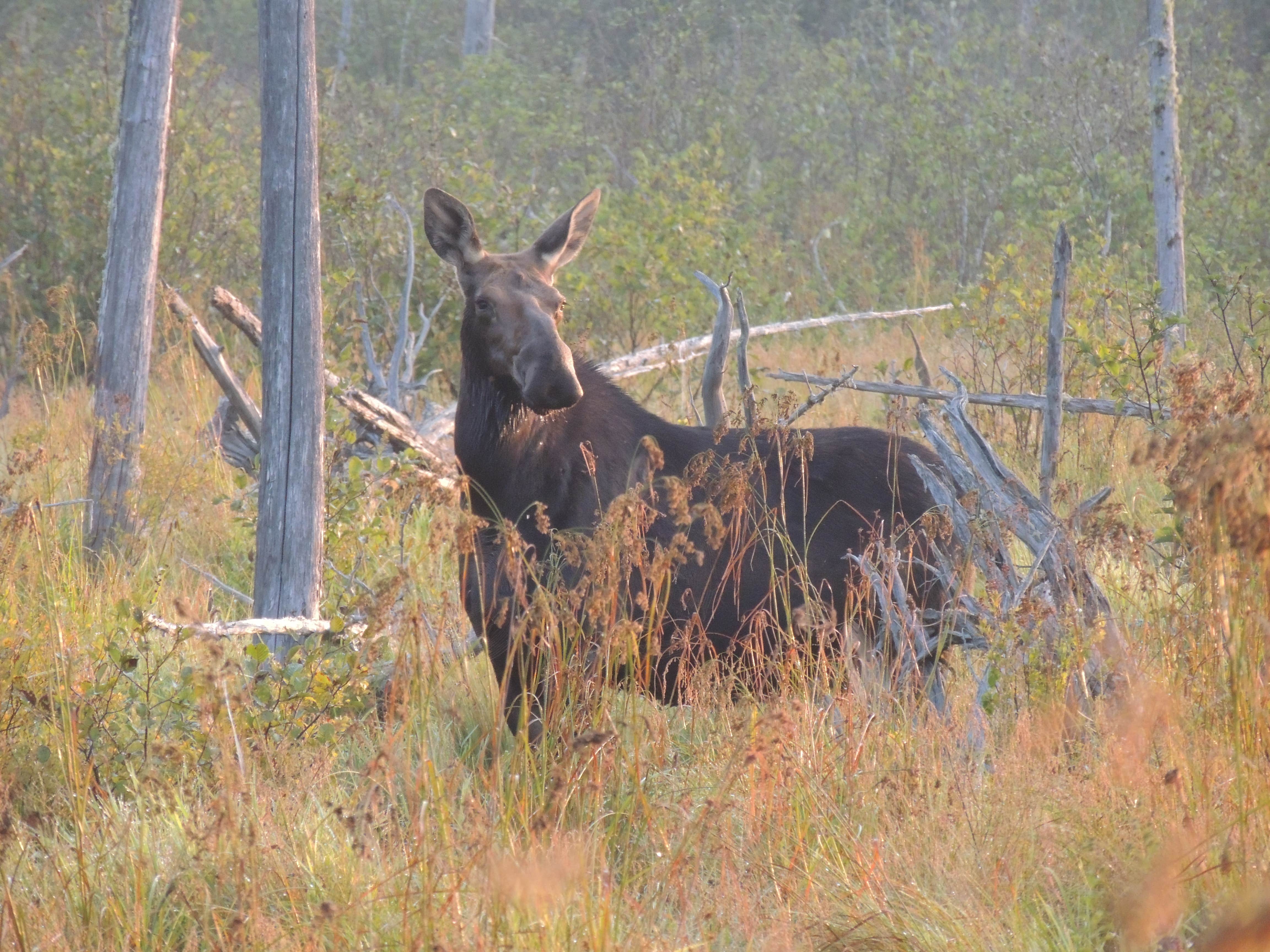 Camper-submitted photo at Cowan Cove near Rockwood, ME