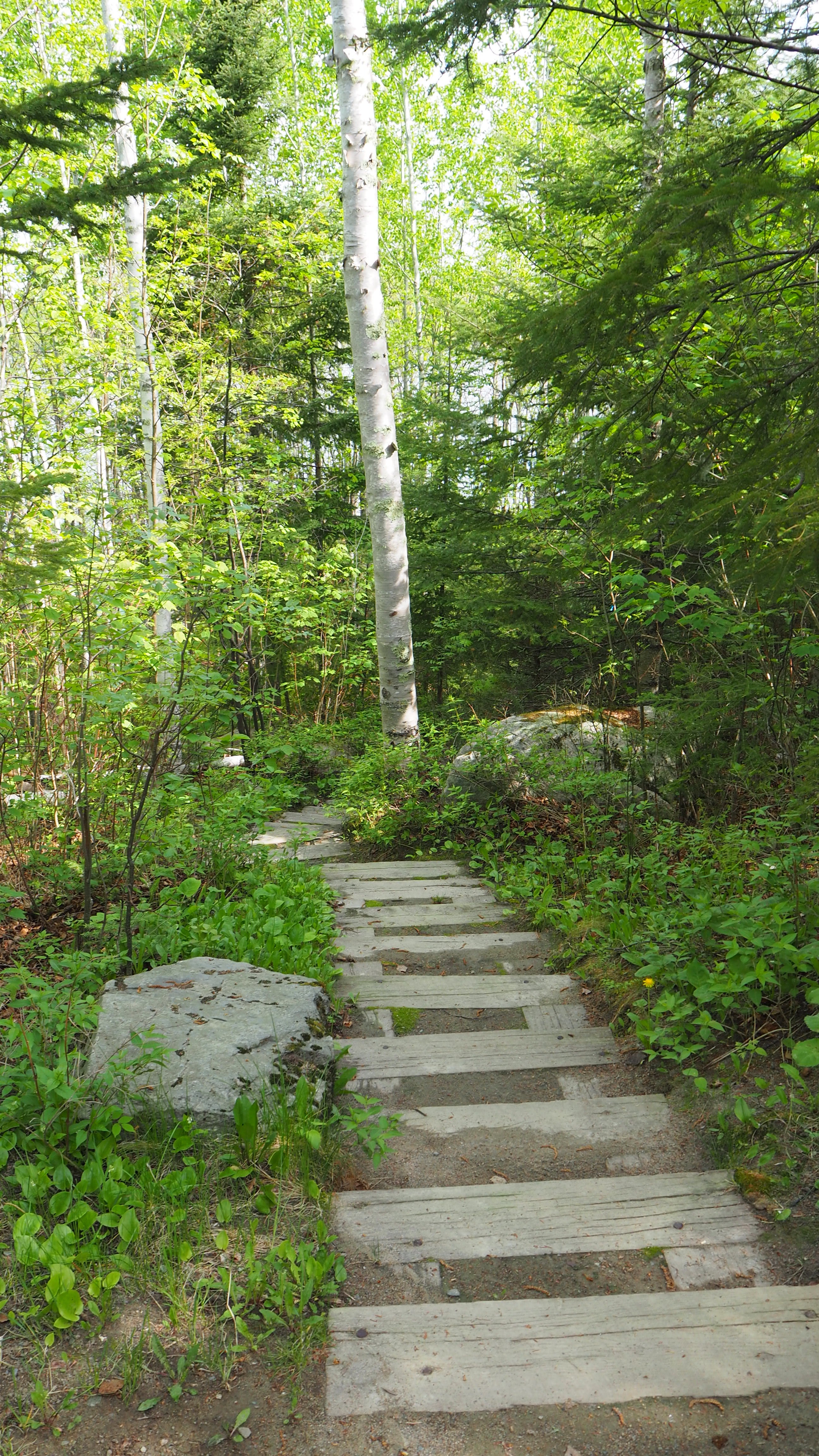 Steps going down to the lake. This site is near the launch, so you can leave your canoe down at the bottom and paddle away right from the campsite.
