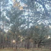 Review photo of Reed Bingham State Park Campground by Greg S., January 27, 2023