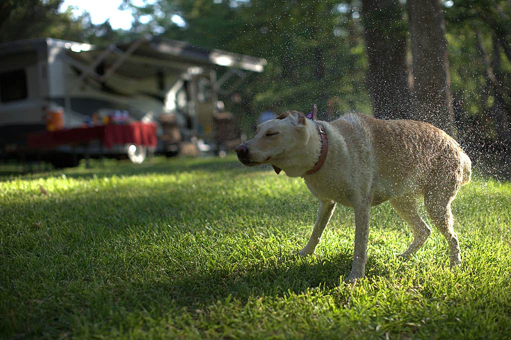 Camper submitted image from Ramblin Fever RV Park - 2