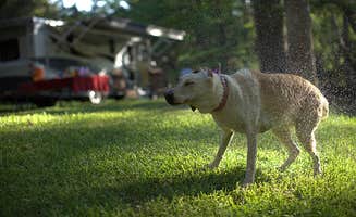 Info I.'s photo of camping with pets at Ramblin Fever RV Park near Mount Vernon, TX