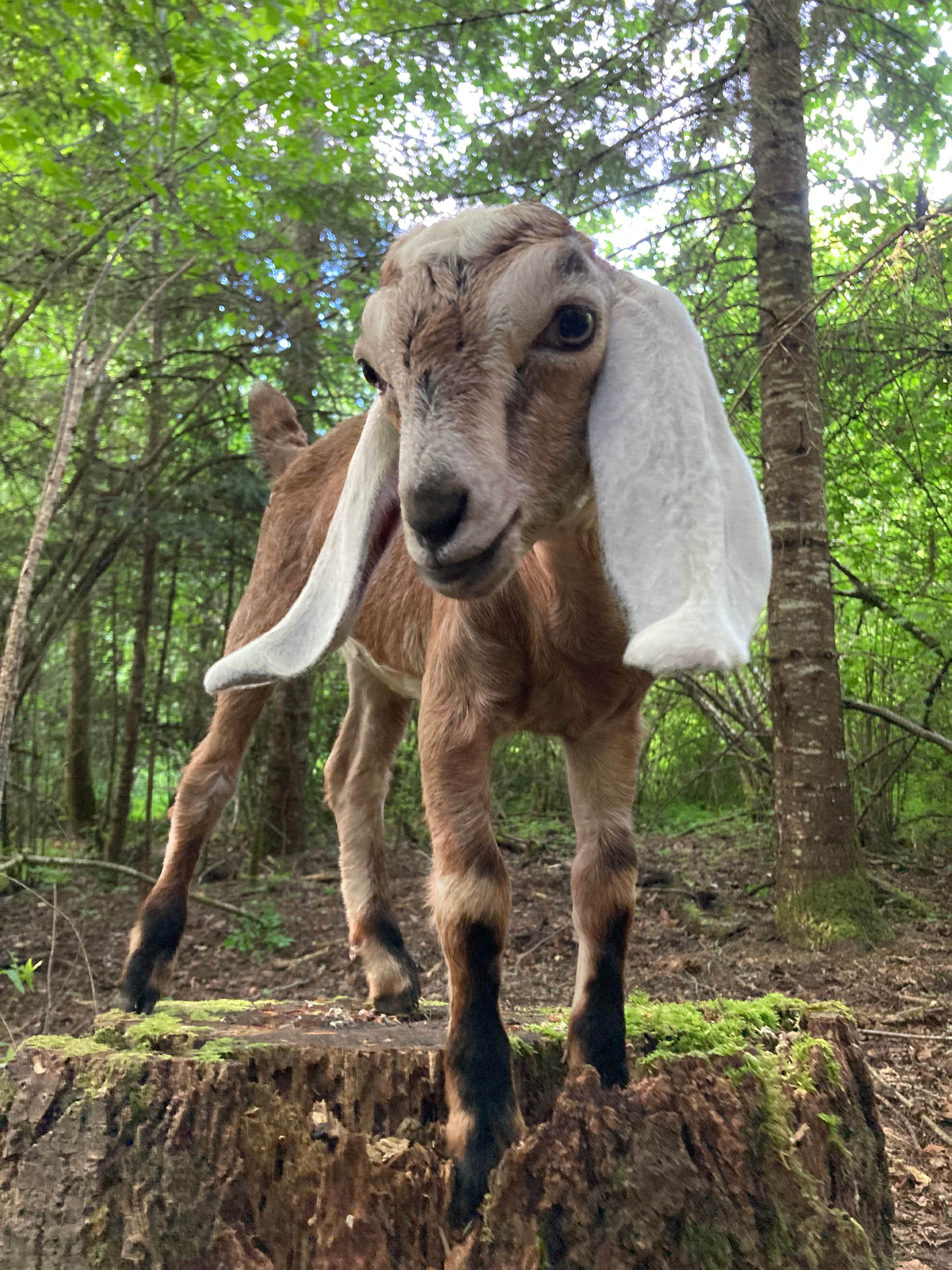 Camper-submitted photo at The Healing Farm near Orting, WA