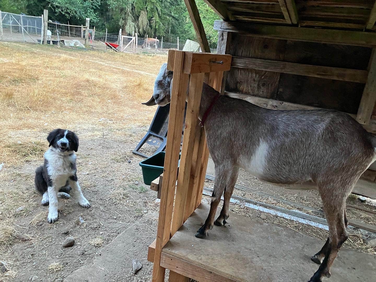 Camper-submitted photo at The Healing Farm near Orting, WA