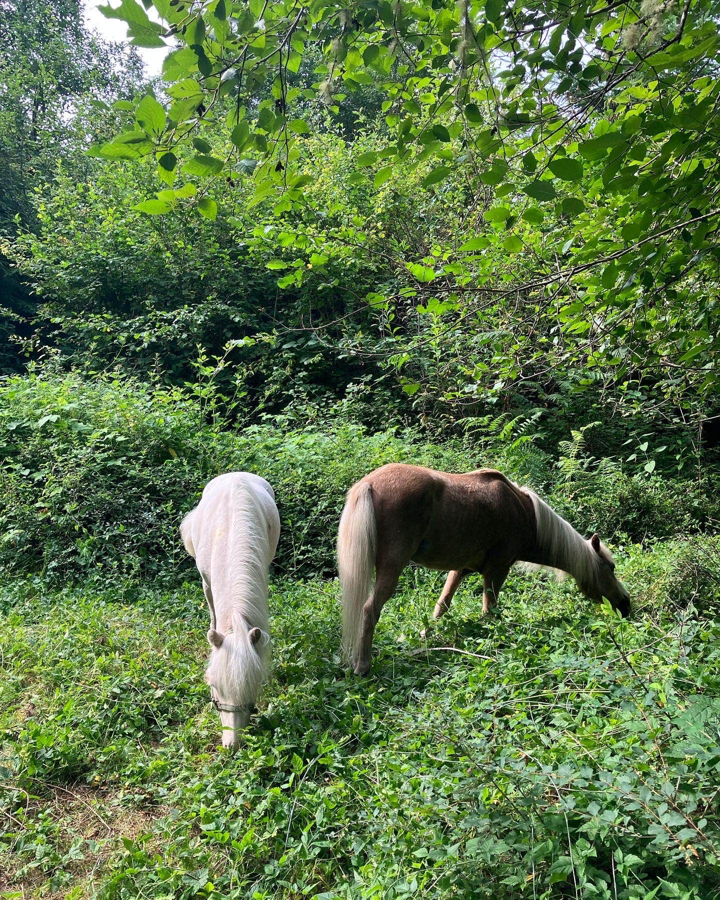 Camper-submitted photo at The Healing Farm near Orting, WA