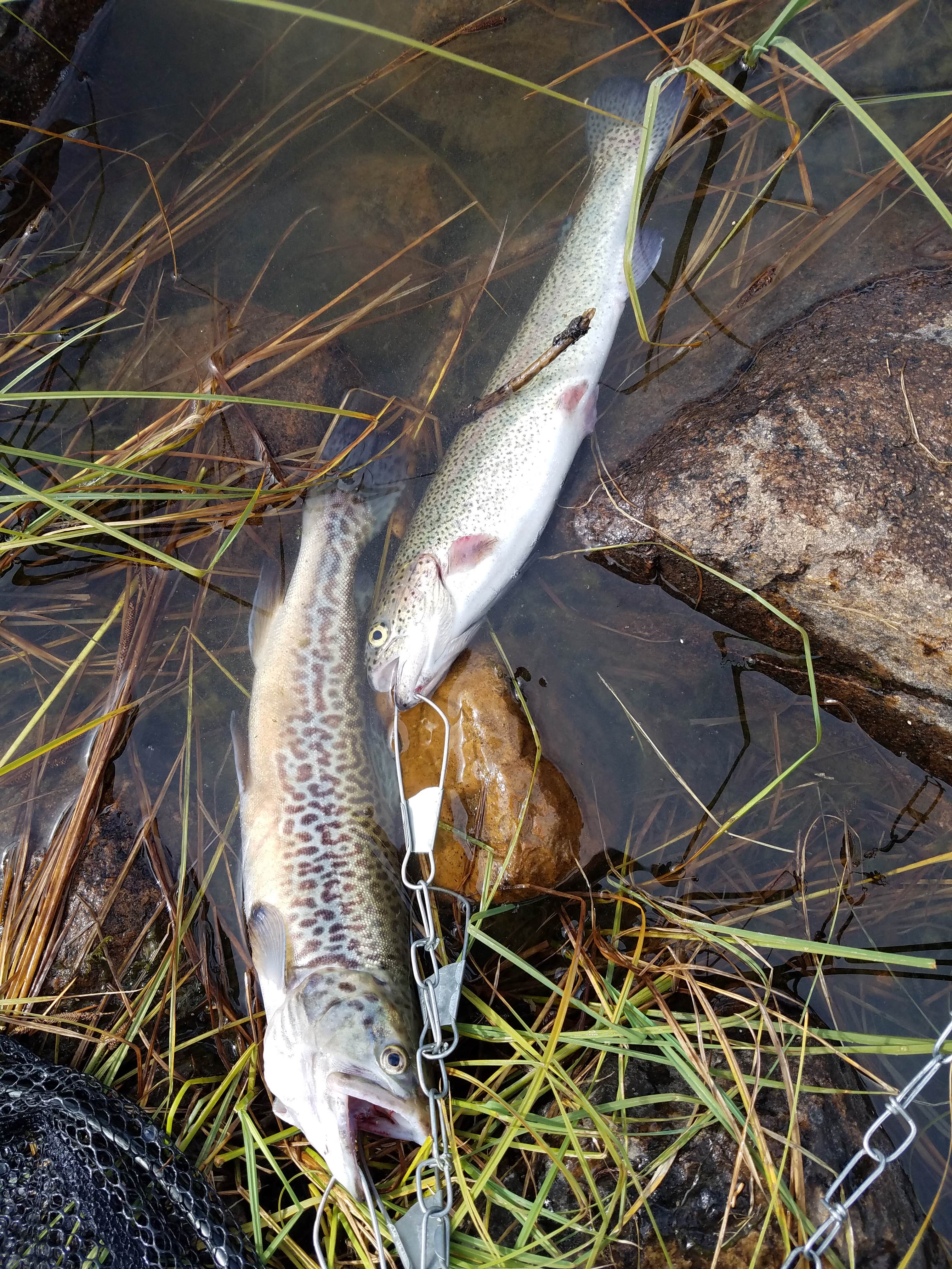 ...But not as good as these fish