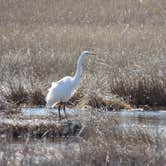 Review photo of Hammonasset State Park Campground by Tina D., September 29, 2018