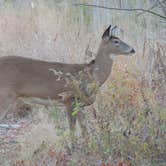 Review photo of Hammonasset State Park Campground by Tina D., September 29, 2018